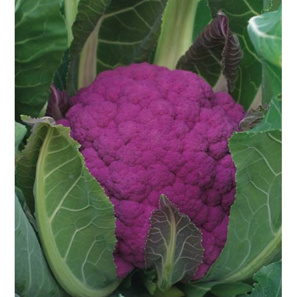 Product showcase image from staged upload