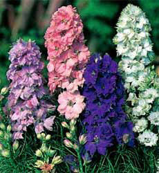 Consolida ambigua Hyacintbloemig mix
