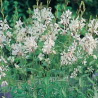Gaura_Prachtkaars