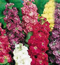 Matthiola incana Ten Week gemengd