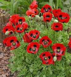 Papaver commutatum Lady Bird