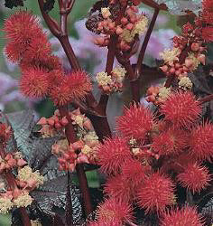 Ricinus communis
