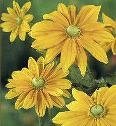 Rudbeckia hirta Irish Spring