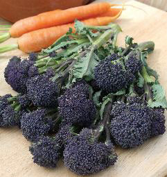 Broccoli_summer_purple