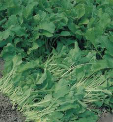 Raapstelen Gewone Groene