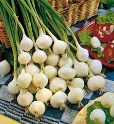 Uien Zilveruitje Barletta