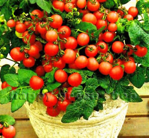 Tomaten balkontomaten Pottomaat Koralik BIO
