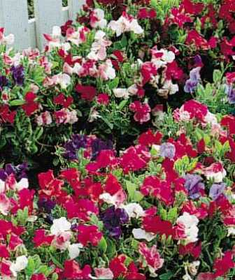 Lathyrus_bijou_Reukerwt