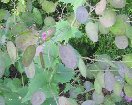 Lunaria_violet