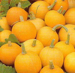 Product showcase image from staged upload