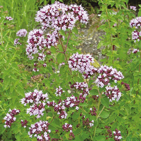 Wildbloemen_marjolein