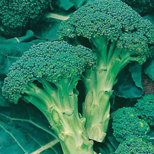 Broccoli (herfst) Groene Calabrese