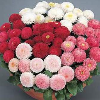 Bellis_Madelief_grootbloemig