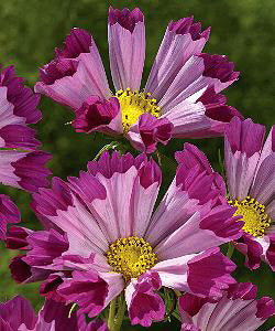 Cosmos bipinnatus Seashells Red