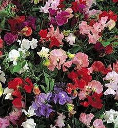 Lathyrus odoratus Patio Mix