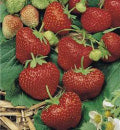 Aardbeien_Sarian