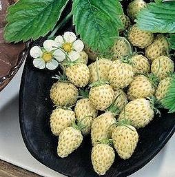 Aardbeien alpina Strawberry Yellow Cream