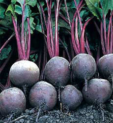 Bieten of Kroten Pablo F1