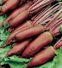 Bieten of Kroten Cylindra