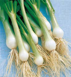 Uien Bosui White Lisbon Winter Hardy