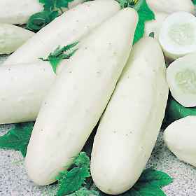 Komkommer White Wonder