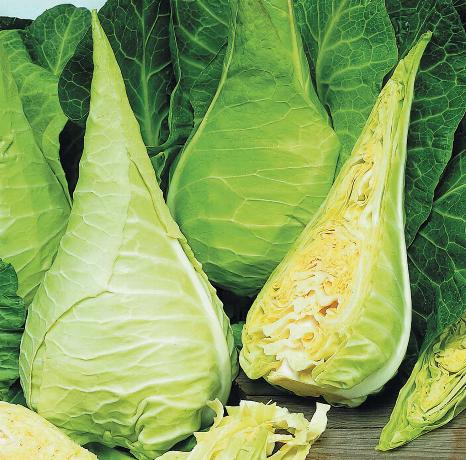 Spitskool Filderkraut