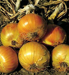 Ui Ailsa Craig reuzenui