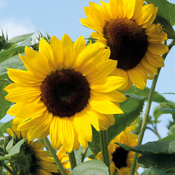 Helianthus_Soleo_Zonnebloem
