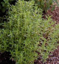 Bonenkruid meerjarige