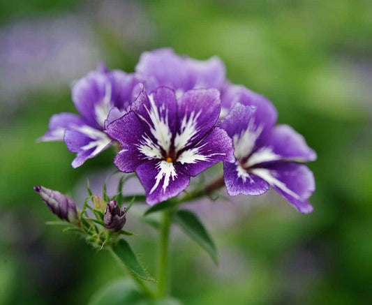 Phlox_Sugar_Stars