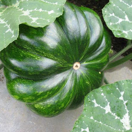 Kalebas Musquée de Provence