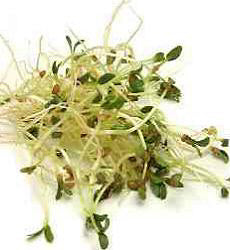 Fenegriek Spruitzaden